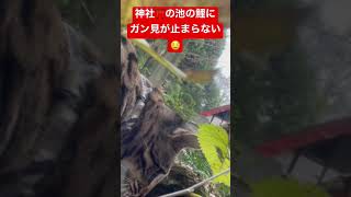 神社⛩の池の鯉にガン見が止まらない山猫🤤 🤣