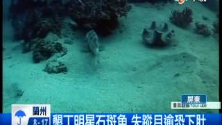 【中視新聞】墾丁明星石斑魚  失蹤1月憂已下肚 20140509