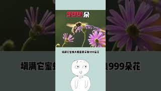 看看这个，你肯定不知道#蜜蜂 #冷知识 #涨知识 #科普