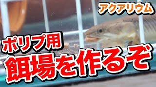 【アクアリウム】 水槽で熱帯魚を飼う #65 オスカーに奪われないポリプの餌場制作 2017.12.9