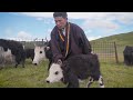 [trailer] Sampo tethers the calves. ||  Songs of Our Lives: Songs From Sampo.