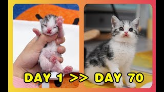 [Kitten Growth] Kitten No. 133, Silver Tabby and White ♂