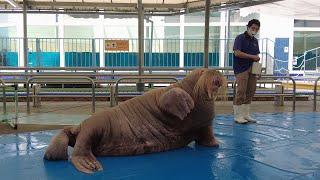 セイウチパフォーマンスタイム　鳥羽水族館　21.05.18