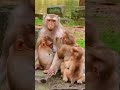 Blissful & Funny Monkey Family | Million Cute Baby Monkey #shorts #animals #viralvideo