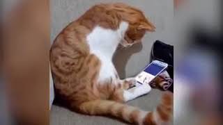 Cat Seeing Her's Recently Deceased Owner On A Video