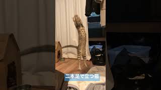 二本足でしっかり立つ猫