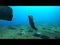 【八丈島・神湊港】イスズミたちはこうやって餌を奪い取る【水中映像で学ぶ釣り】