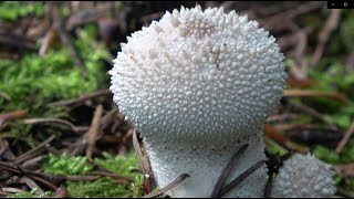 Lycoperdom perlatum - Pedo de lobo perlado  - Common Puffball