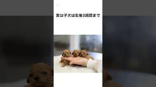 【可愛すぎる😍】子犬の雑学 #雑学 #子犬 #shorts