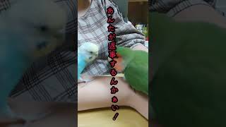 ついツッコミを入れたくなるインコちゃんあるある⑯　#セキセイインコ #コザクラインコ #かわいいですねぇ#インコ