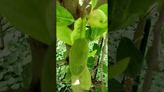 First female flower on jackfruit tree