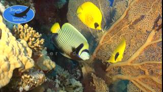 0380_Emperor Angelfish with Bluecheek Butterflyfish, HD underwater video stock footage