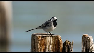 White Wagtail - Motacilla Alba