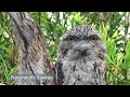 bush birds of australia