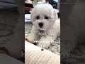 heyyyy whatcha doin’🐻‍❄️ bichon bichonfrise doglife puppy dog bichonpuppy ビション 比熊 비숑