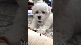 Heyyyy whatcha doin’🐻‍❄️ #bichon #bichonfrise #doglife #puppy #dog #bichonpuppy #ビション #比熊 #비숑