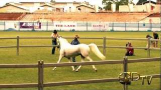 Double Dan Horsemanship - Arabian Showcase