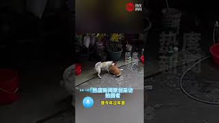 柯基在城里被宠得啥都不怕 ，结果回农村撞见硬茬土狗 ，土狗： 这一身肌肉可不是白练的