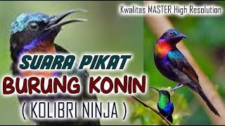 Mp3 Clear And Proven Powerful Sound Of The Attraction Of The Konin Bird Or The Ninja Humber