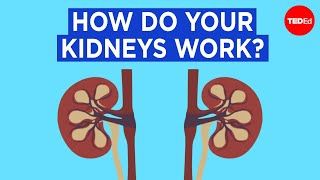 How do your kidneys work? - Emma Bryce