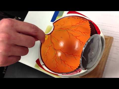 What does macula lutea contain?