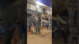 Kulamakkil parthasaradhi #elephant #elephantstatus