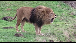 Lions Roaring Compilation (2)