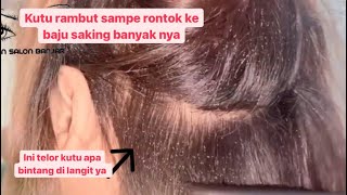 PANEN KUTU RAMBUT \u0026 TELOR KUTU DI LEBARAN IDUL ADHA #kuturambut #erinsalon #iduladha