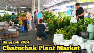 Walking at Chatuchak Plant Market in Bangkok ตลาดต้นไม้จตุจักร จตุจักร​ต้นไม้​ เริ่ม10บาท​ 30/10/24