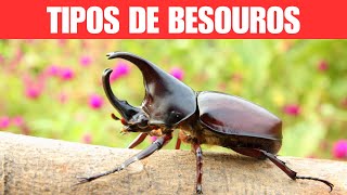 Tipos de Besouros