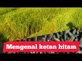 MENGENAL KETAN HITAM