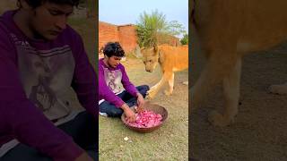 Simbah is waiting for food#lionhub #lion #shorts