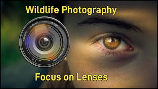 Wildlife Photography Focus on Lenses