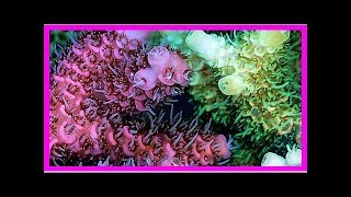 Colorful corals protect the algae inside