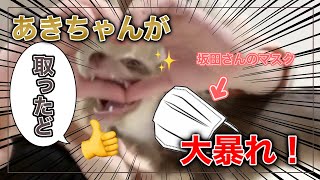 【うらさか】エンターテイナーなあきちゃんにやられる坂田さん【切り抜き/文字起こし】