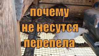 Почему не несутся перепела, 5 ошибок перепеловодства / дневник перепеловода 24