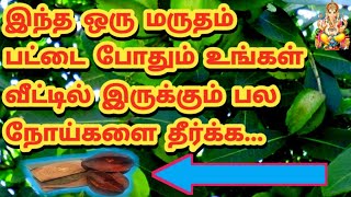 பல நோய்களை போக்கும் மருத மரத்தின் மகிமைகள் | Marutham Pattai Benefits, Terminalia Arjuna in Tamil