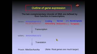 分子生物學08 基因表現的核心概念