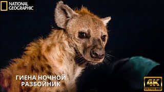 Гиена Ночной разбойник. Документальный фильм National Geographic.