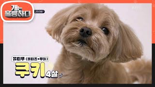 오늘의 고민犬은? 보호본능 자극하는 촉촉한 눈망울👀 깜찍한 얼굴과 롱다리를 겸비한 쿠키😘 [개는 훌륭하다/Dogs Are Incredible] | KBS 240318 방송