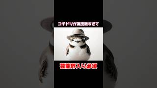 【可愛いすぎるコチドリは芸能界を目指す】#コチドリ#鳥#面白い#youtubeshorts