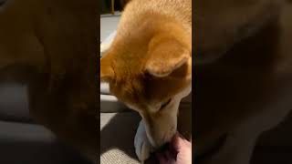 甘噛みをする犬 #short #shorts