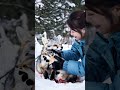 a woman helps a fox a tale of compassion in the snow