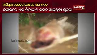 Caught On Camera: Tiger Eats Bull After Killing In Belghar || KalingaTV