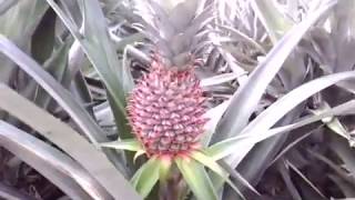 Exclusive Pineapple Garden In Madhupur, Tangail - Bangladesh .মধুপুরের মধু     মধুপুরের  আনারস