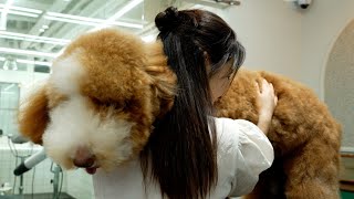 초대형 곰돌이가 나타났습니다‼️(feat.스탠다드푸들)‼There's a super-sized bear( Standard Poodle)