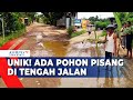 Tak Kunjung Diperbaiki, Warga Tanam Pohon di Tengah Jalan