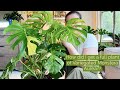 MY NEW PLANT! Variegated Monstera Aurea | DIY moss pole | Massive propagation, dividing & repotting.