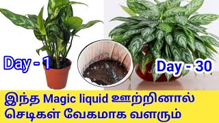 இந்த Magic liquid ஊற்றினால் செடிகள் வேகமாக வளரும்