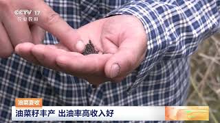 [中国三农报道]油菜夏收 油菜籽丰产 出油率高收入好|农业致富经 Agriculture And Farming